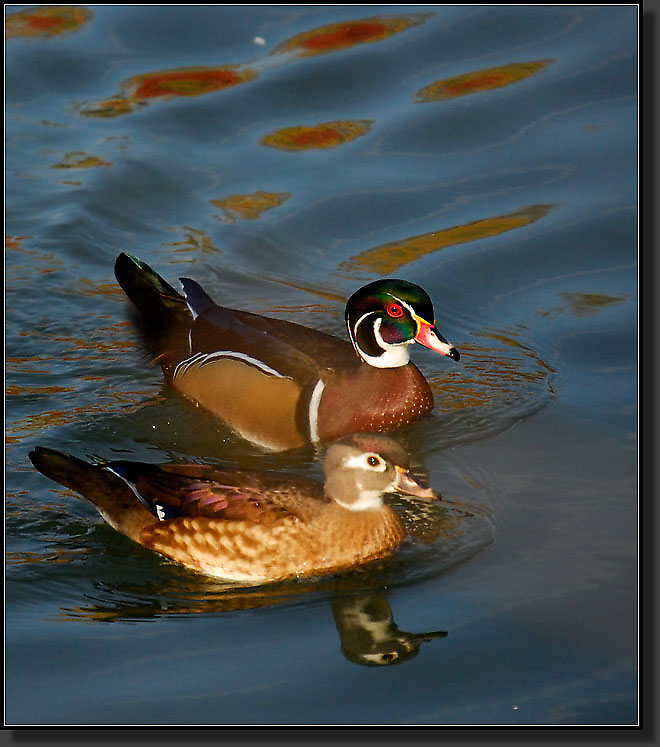 20071111-3731-Wood_Duck_Pair