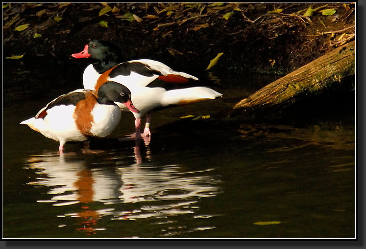 20071111-3733-Shelduck_Pair