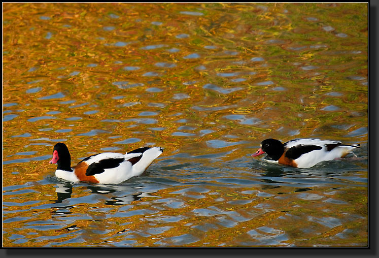 20071111-3744-Shelduck_Pair