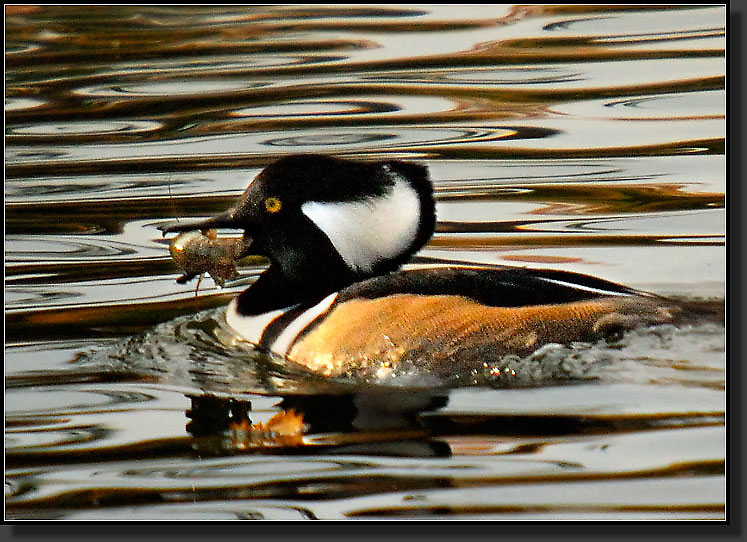 20071111-3798-Hooded_Merganser