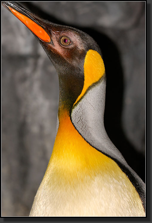 20071111-3840-King_Penguin