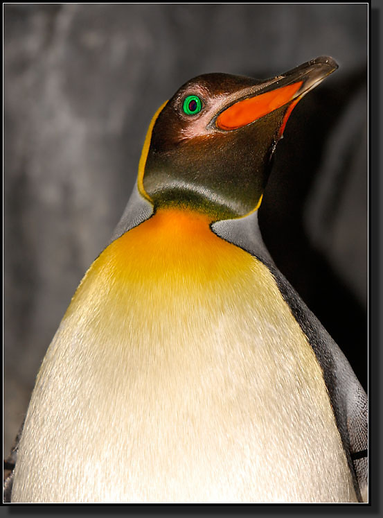 20071111-3841-King_Penguin