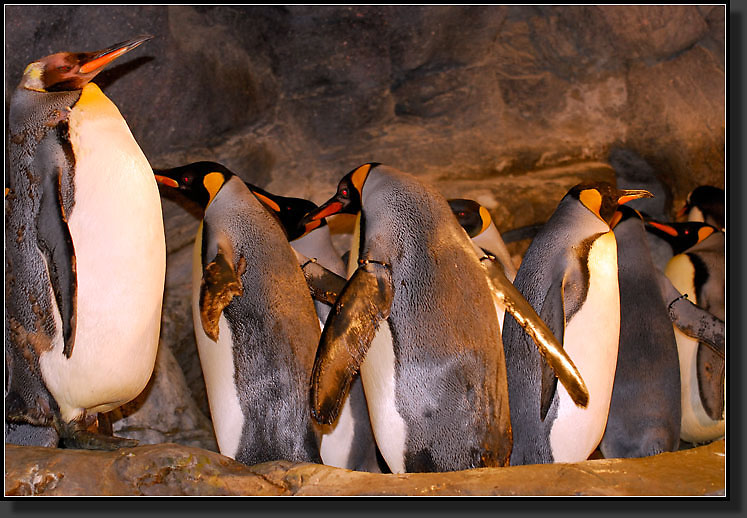 20071111-3846-King_Penguin_Colony