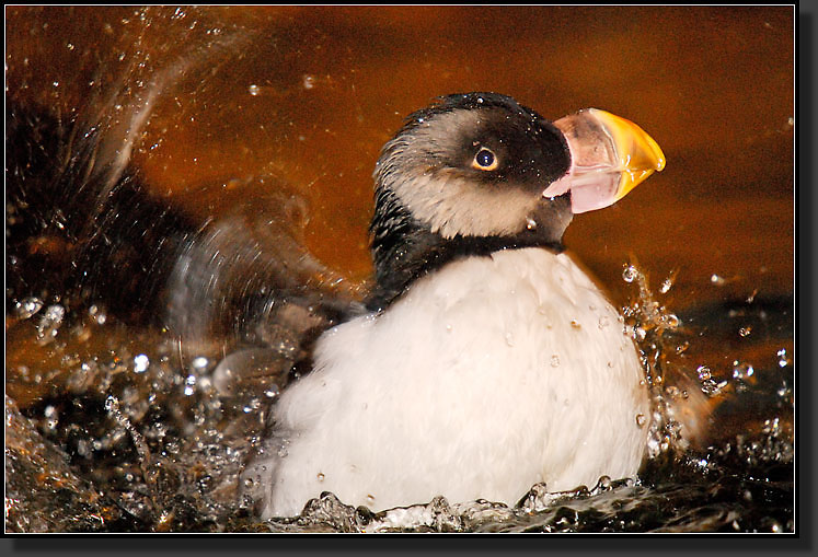 20071111-3859-Horned_Puffin_Bathing