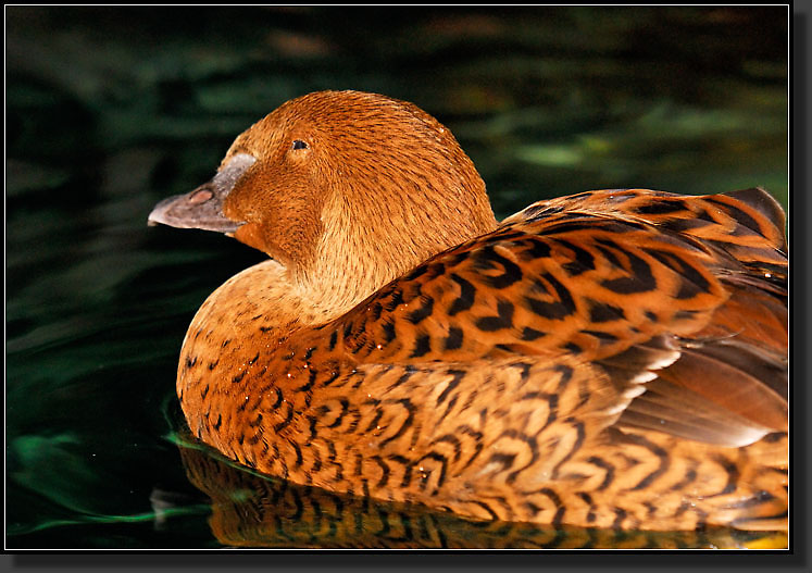 20071111-3862-Female_King_Eider