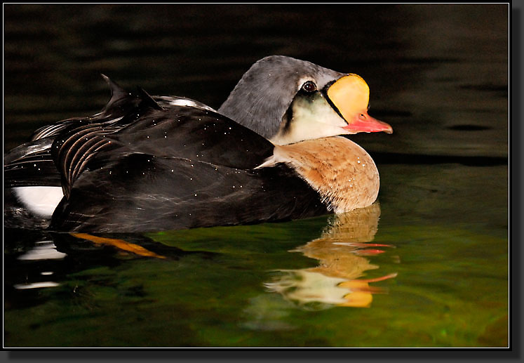 20071111-3863-Male_King_Eider