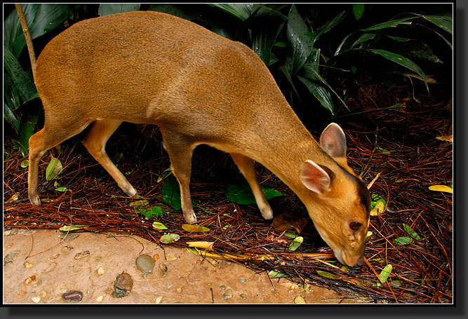 20071123-4059-Reeves's_Muntjac