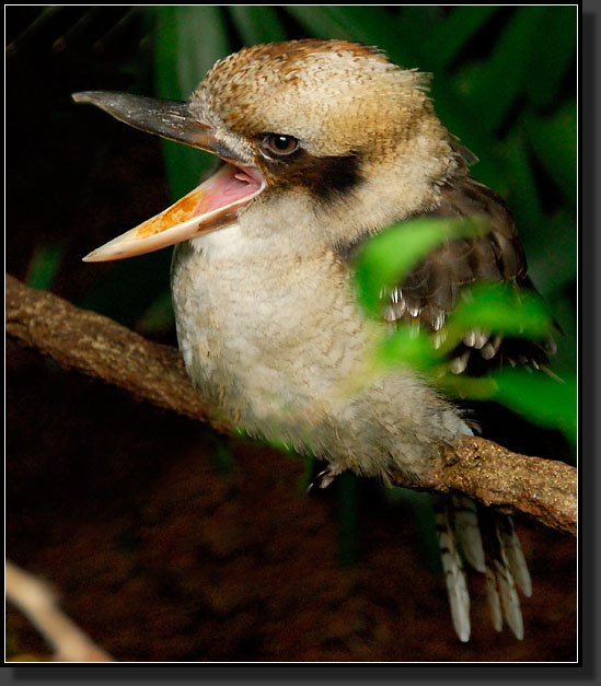 20071123-4100-Laughing_Kookaburra