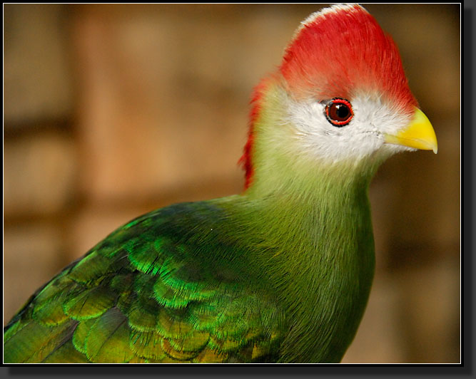 20071123-4108-Red-crested_Turaco