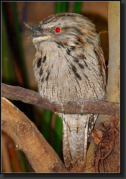 20071123-4125-Tawny_Frogmouth