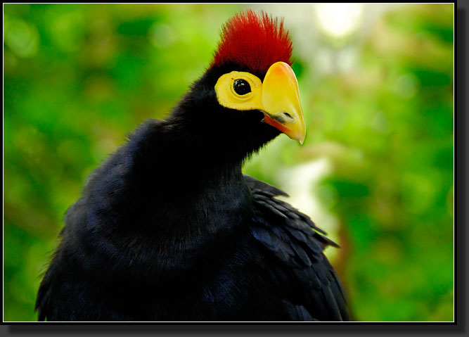 20071123-4134-Lady_Ross's_Turaco