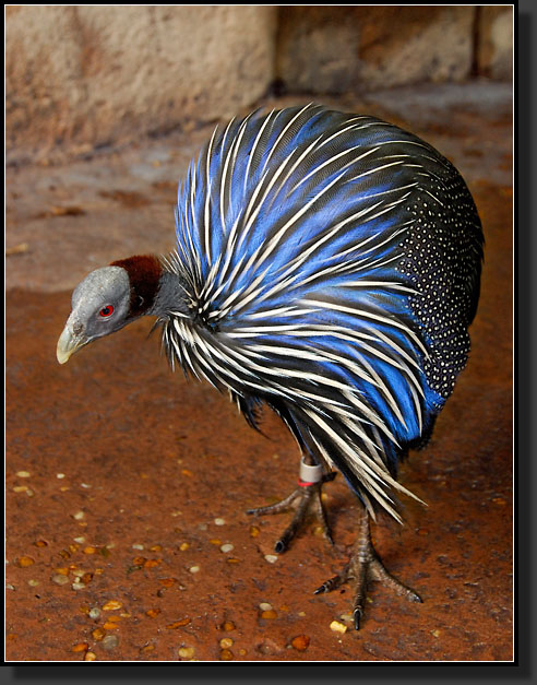 20071123-4135-Vulturine_Guineafowl