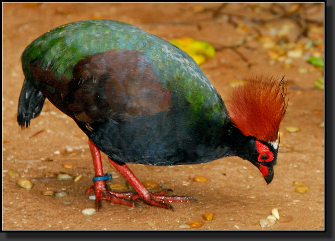 20071123-4138-Crested_Wood_Partridge