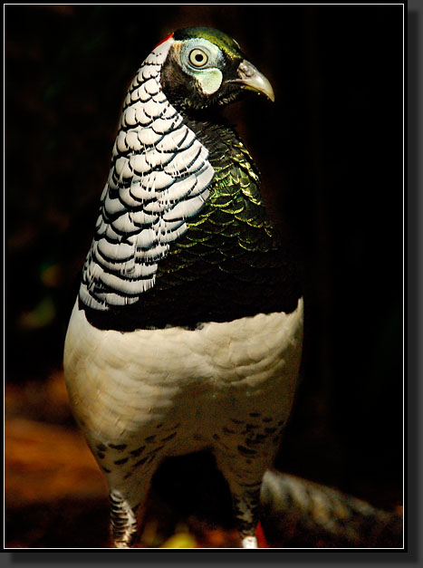 20071123-4153-Lady-Amherst's_Pheasant