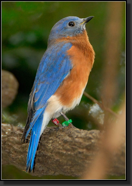 20071123-4160-Bluebird