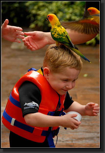 20071123-4177-Sun_Conure