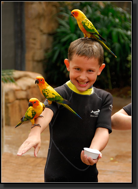 20071123-4179-Feeding_Sun_Conures