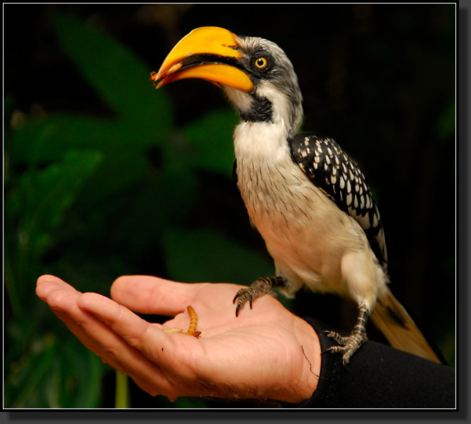 20071123-4188-Yellow-billed_Hornbill