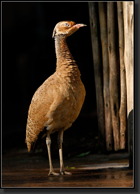 20071123-4239-White-bellied_Bustard