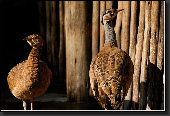 20071123-4241-White-bellied_Bustard_Pair