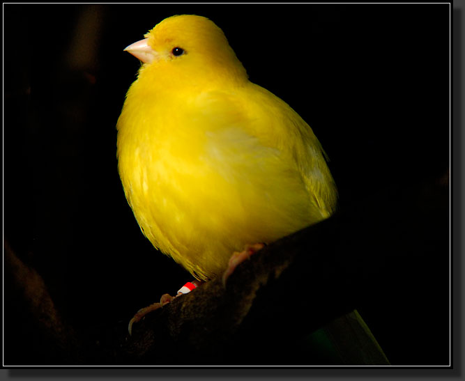 20071123-4244-Canary