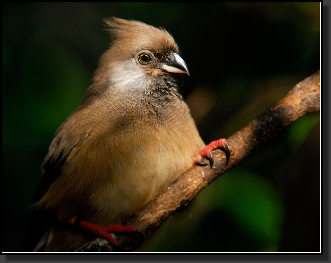 20071123-4245-Speckled_Mousebird