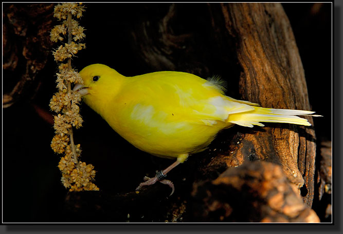 20071123-4255-Canary