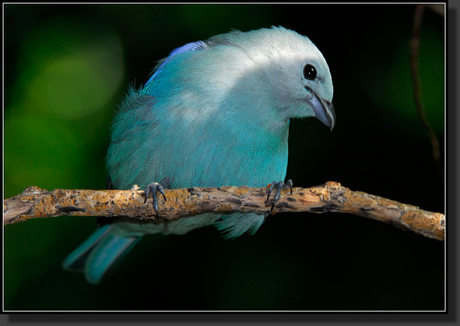 20071123-4306-Blue-gray_Tanager