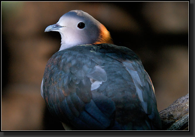 20071123-4316-Chestnut-naped_Imperial_Pigeon