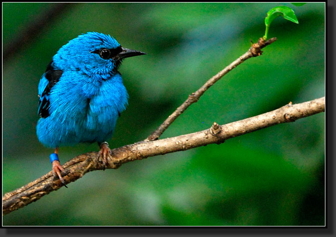 20071123-4354-Blue_Dacnis