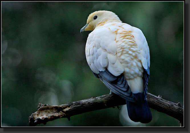 20071123-4386-Pied_Imeprial_Pigeon