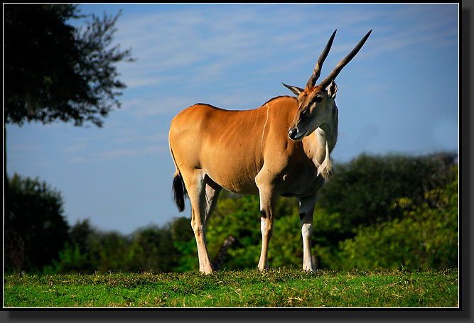 20071124-4420-Sable_Antelope