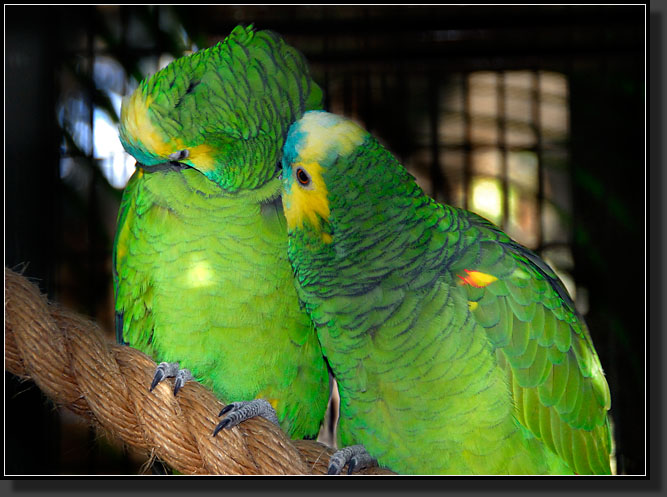 20071124-4445-Blue-fronted_Amazon_Parrots