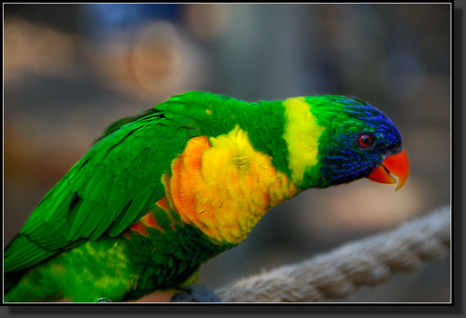 20071124-4477-Edward's_Lorikeet