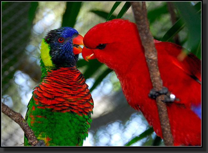 20071124-4493-Green-naped_and_Red_Lory