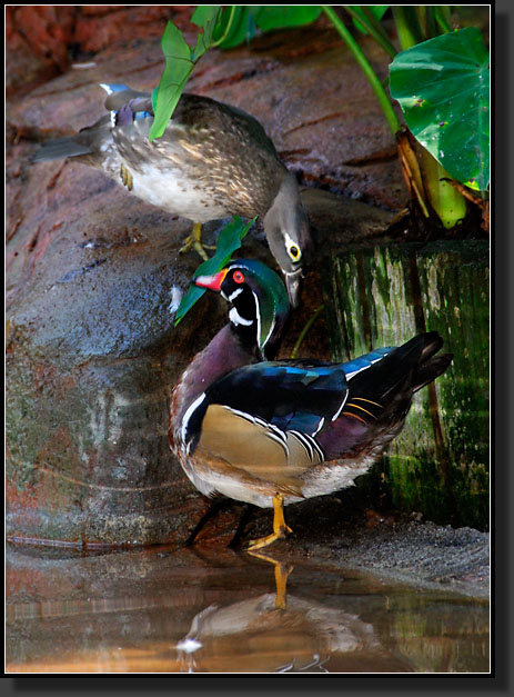 20071124-4497-Wood_Duck_Pair