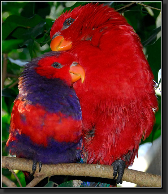 20071124-4505-Violet-necked_and_Red_Lory