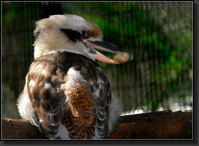 20071124-4509-Laughing_Kookaburra