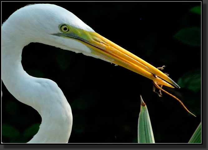 20071124-4543-Great_Egret