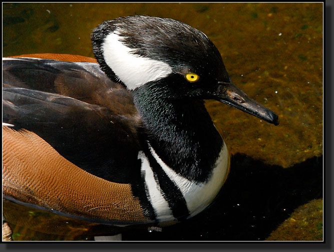 20071124-4558-Hooded_Merganser