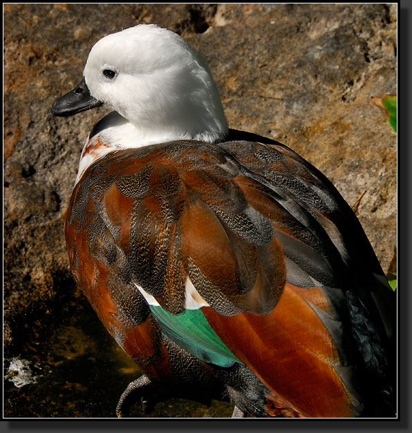 20071124-4567-Female_Paradise_Shelduck