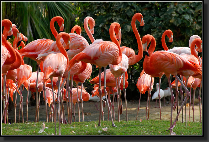 20071124-4588-Caribbean_Flamingos