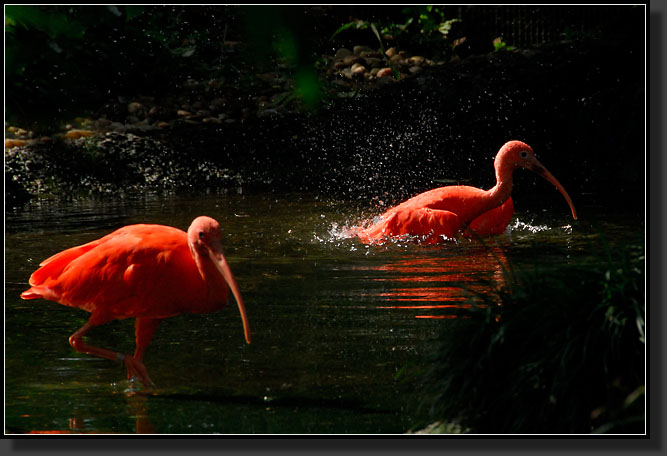 20071124-4598-Scarlet_Ibis