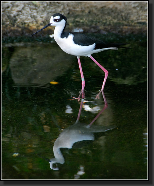 20071124-4602-Black-necked_Stilt