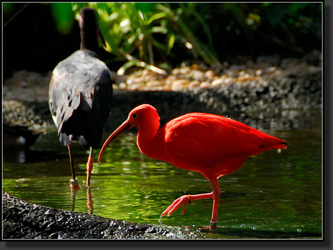 20071124-4610-Scarlet_Ibis