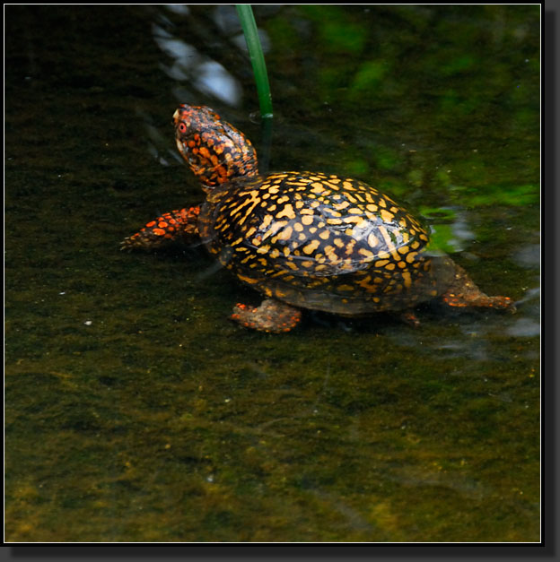 20071124-4623-Freshwater_Turtle