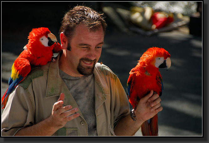 20071124-4639-Scarlet_Macaw