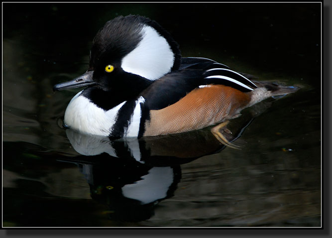 20071124-4681-Hooded_Merganser