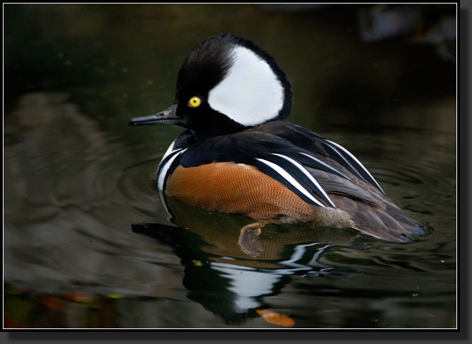 20071124-4684-Hooded_Merganser