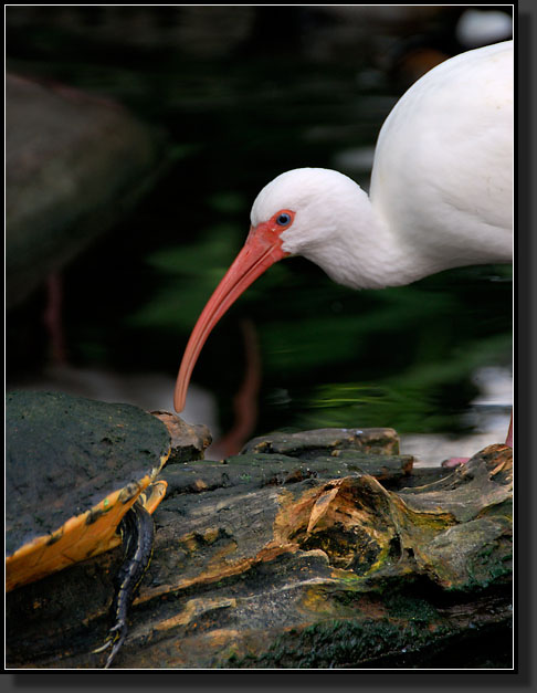 20071124-4688-Turtle_and_Ibis